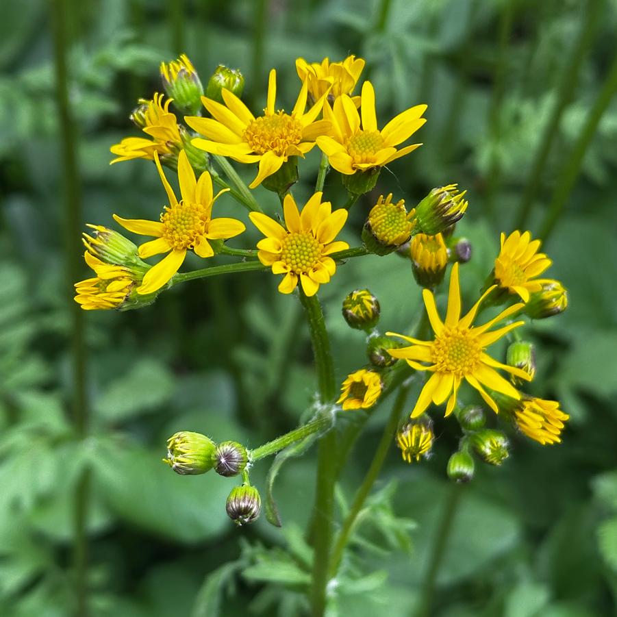 Packera obovata - Golden Groundsel or Ragwort from Pleasant Run Nursery