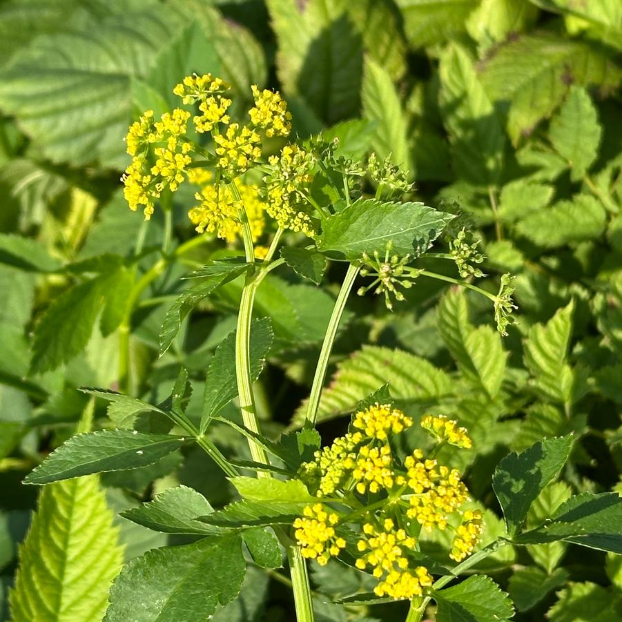 Zizia aurea - Golden Alexander from Pleasant Run Nursery