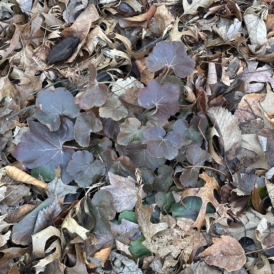 Heuchera villosa 