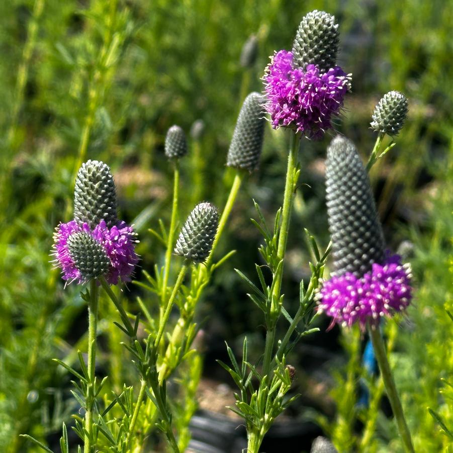 Dalea purpurea - Purple Prairie Clover from Pleasant Run Nursery