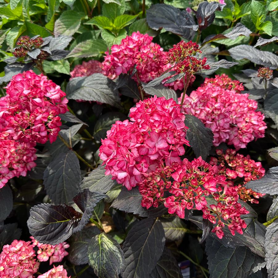Hydrangea macrophylla Eclipse® - Bigleaf Hydrangea from Pleasant Run Nursery