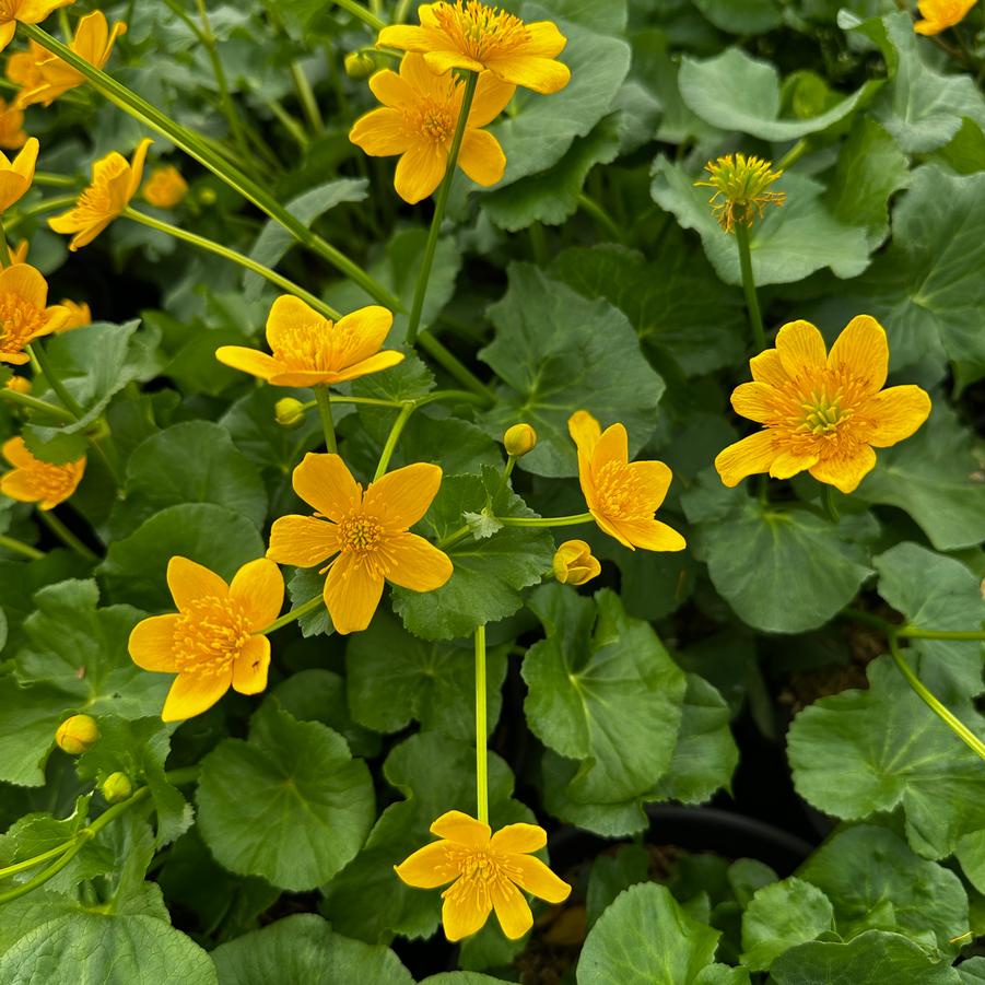 Caltha palustris - Marsh Marigold from Pleasant Run Nursery