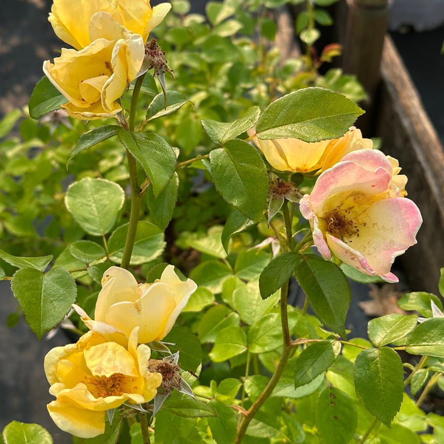 Rosa x Easy Bee-zy™ Knock Out® - Shrub Rose from Pleasant Run Nursery