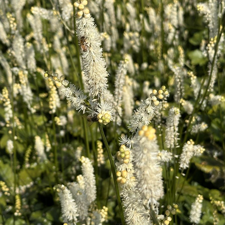 Actaea japonica 'Silver Dance' - Japanese Bugbane from Pleasant Run Nursery