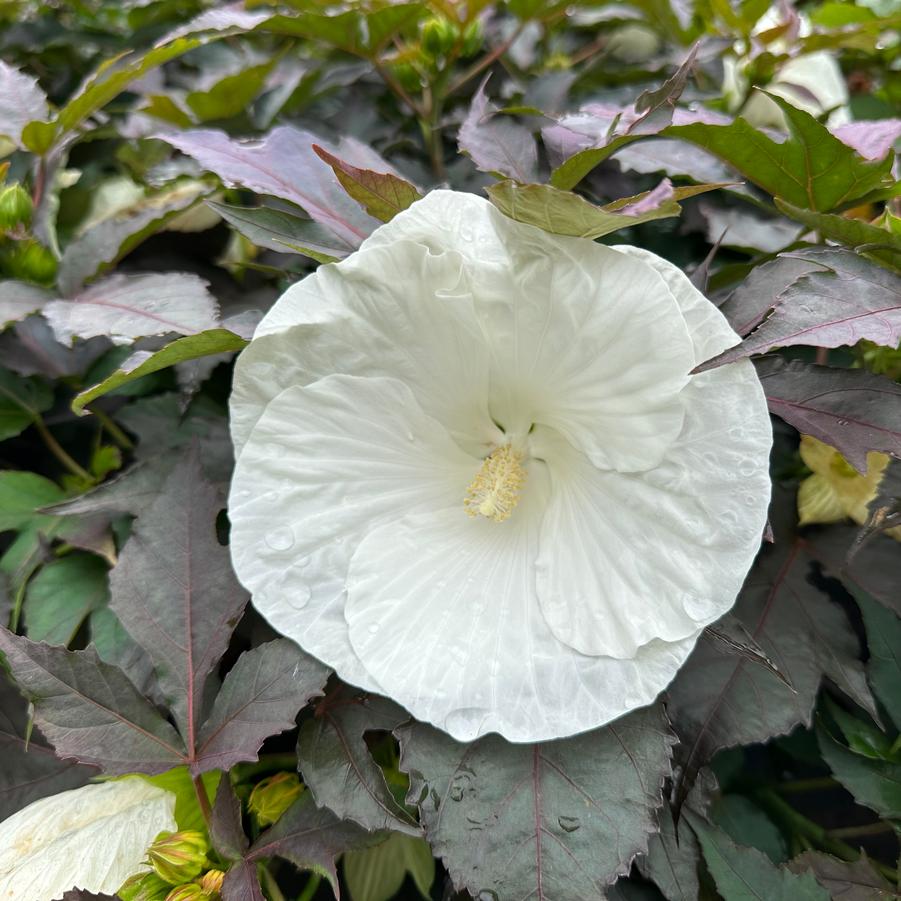 Hibiscus x Summerific® 'Cookies and Cream' - Rose Mallow from Pleasant Run Nursery