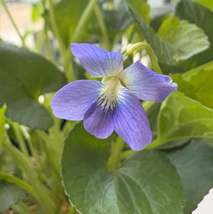 Viola sororia - Common Violet from Pleasant Run Nursery