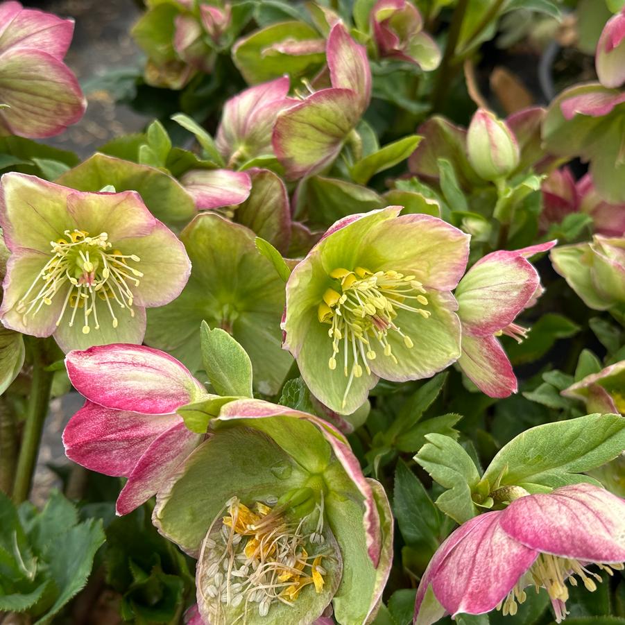 Helleborus x glandorfensis HGC® Ice N' Roses® 'Carlotta' - Hybrid Hellebore from Pleasant Run Nursery