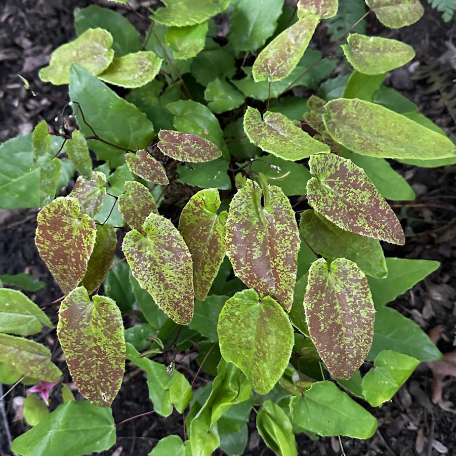 Epimedium x 'Dream Catcher' - Barrenwort from Pleasant Run Nursery