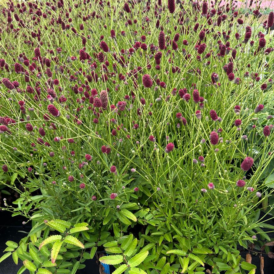 Sanguisorba x 'Plum Drops' - Burnet