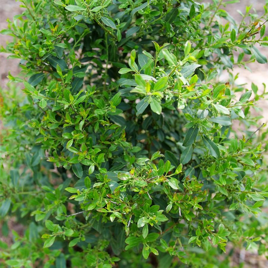 Ilex glabra Squeeze Box® - Inkberry Holly (Courtesy of Proven Winners) 