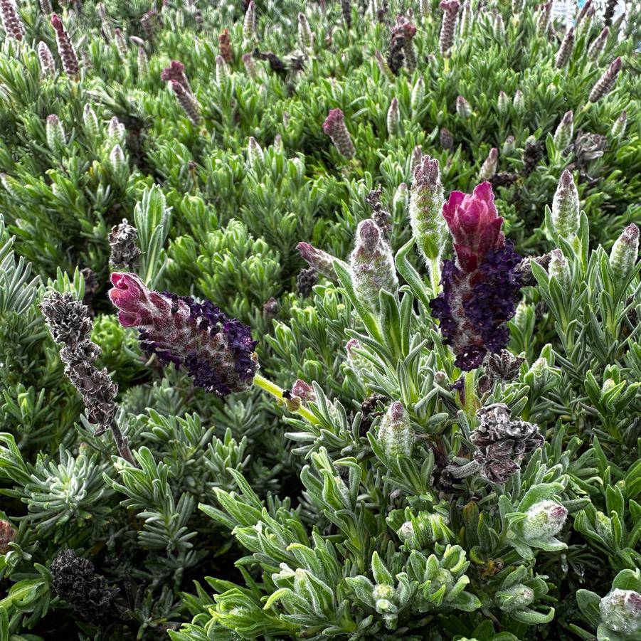 Lavandula stoechas 'Anouk Burgundy' - Spanish Lavender from Pleasant Run Nursery