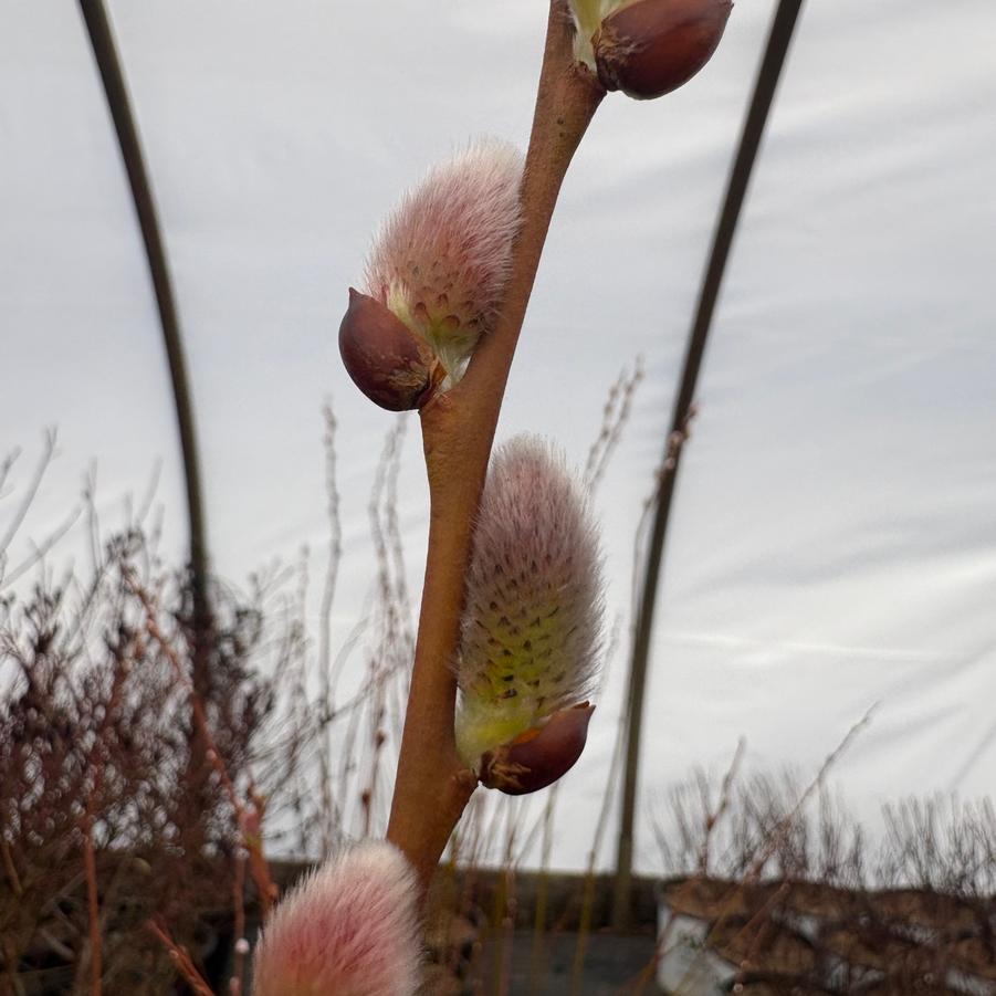 Salix discolor - Pussy Willow from Pleasant Run Nursery