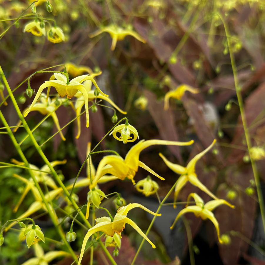 Epimedium x 'Woodland Elf' - Barrenwort from Pleasant Run Nursery
