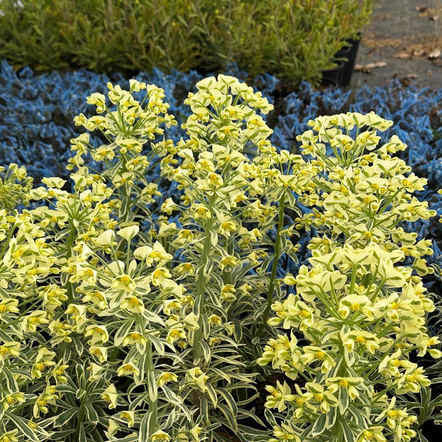 Euphorbia characias ssp. wulfenii SAHARA™ 'Tasmanian Tiger' - Spurge from Pleasant Run Nursery