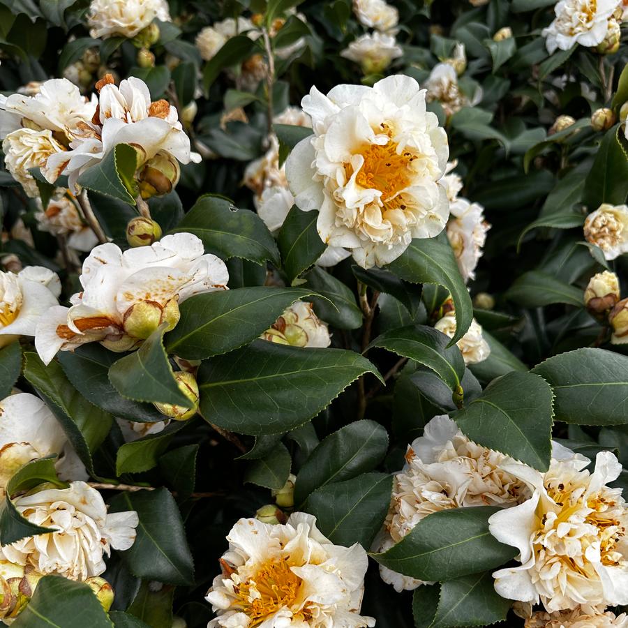 Camellia x 'Jury's Yellow' - Camellia from Pleasant Run Nursery