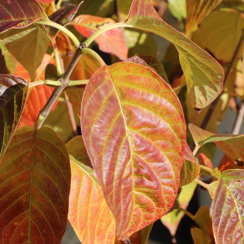 Cephalanthus occidentalis 'Sugar Shack® 2.0' - Photo courtesy of Proven Winners