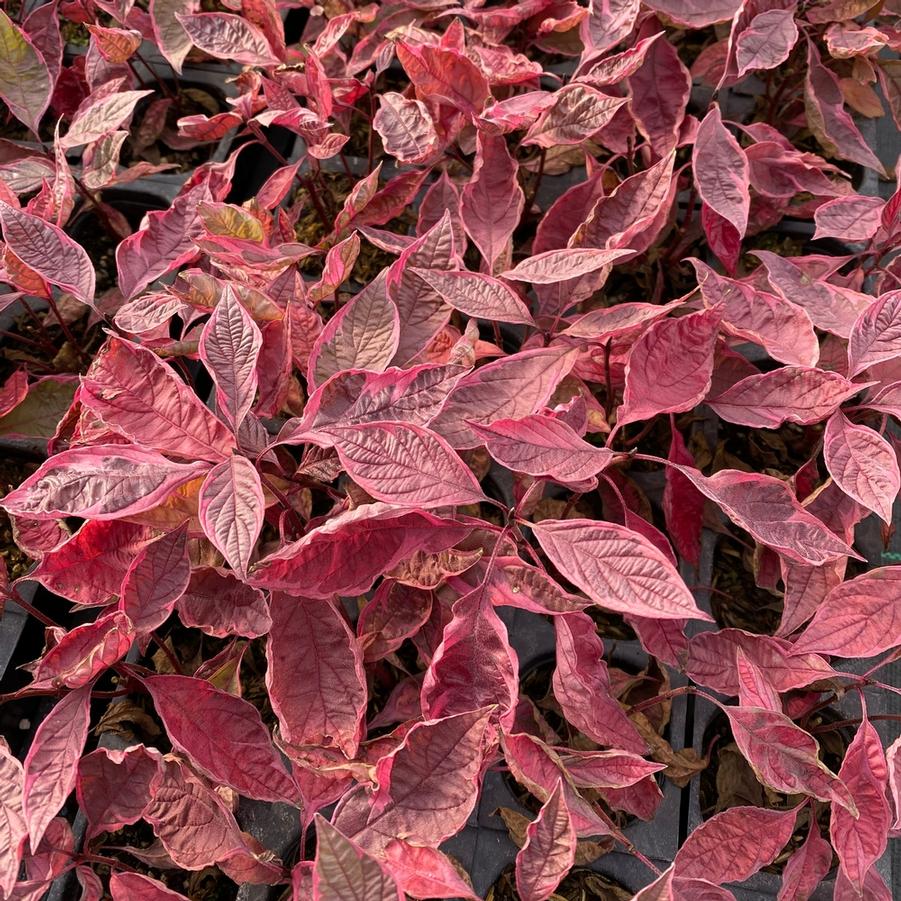 Cornus alba 'Sgt. Pepper®' - Photo courtesy of Proven Winners