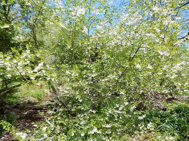 Halesia tetraptera - Photo Courtesy of Shuvaev