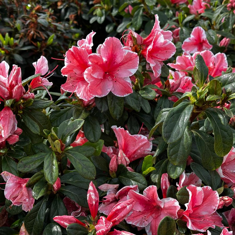 Rhododendron Encore® 'Autumn Sunburst®' - Encore Azalea from Pleasant Run Nursery