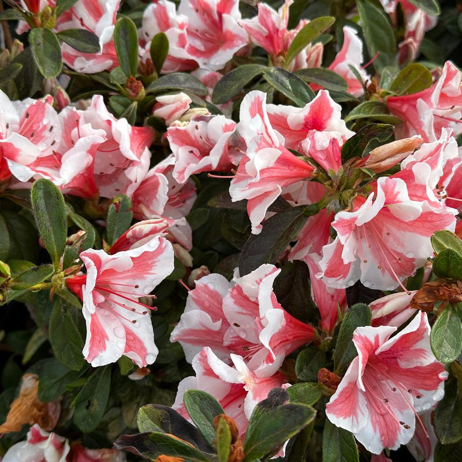 Rhododendron Encore® 'Autumn Starburst®' - Encore Azalea from Pleasant Run Nursery