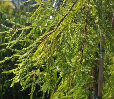 Taxodium distichum 'Fallingwater' - Bald Cypress