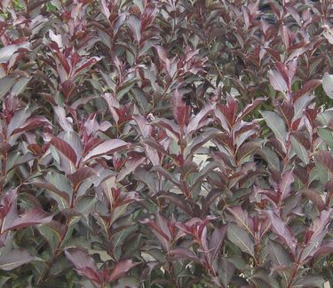 Weigela florida Wine & Roses® 