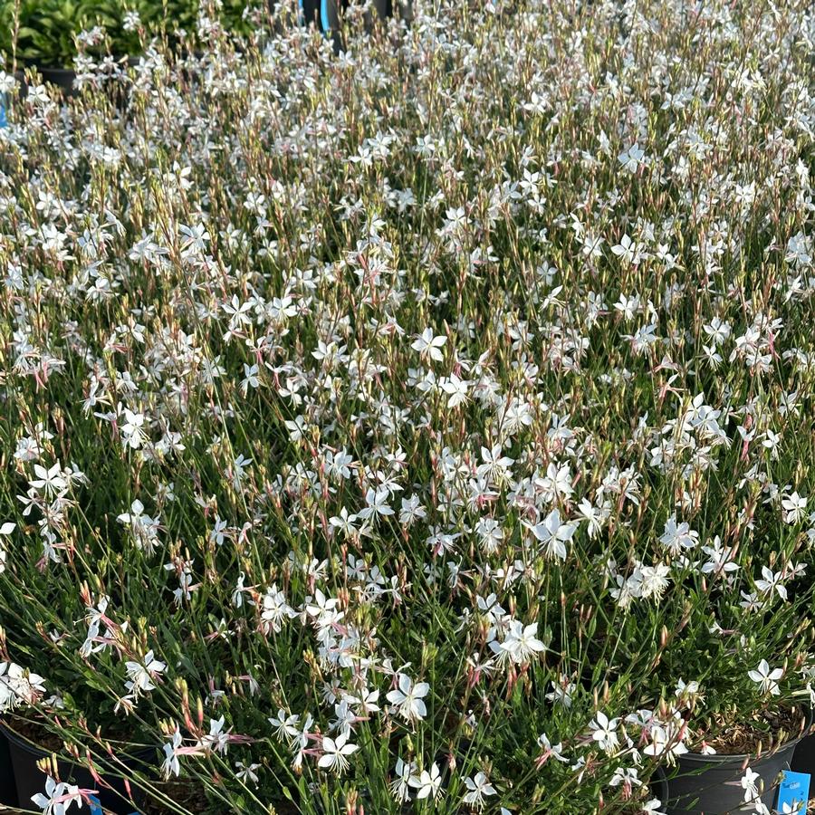 Gaura linderheimeri 'Whirling Butterflies' - Wandflower 