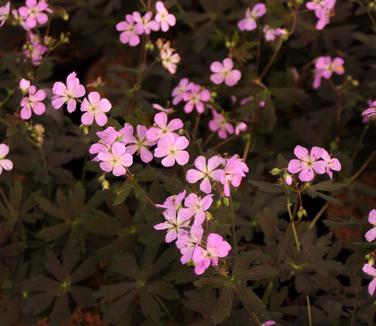 Geranium maculatum Espresso 