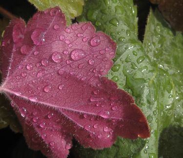 Heuchera x villosa 'Southern Comfort' - Alum Root
