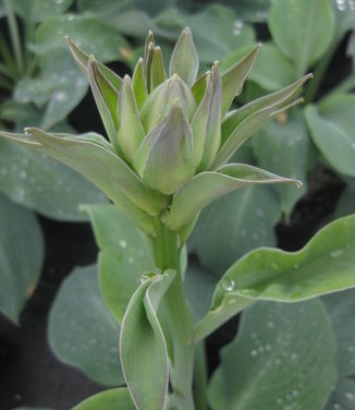 Hosta Blue Angel 