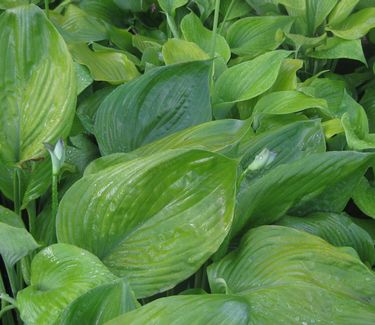 Hosta 'Sum and Substance' 