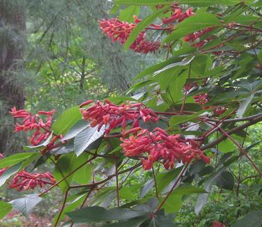 Aesculus pavia - Red Buckeye (@ Mt Cuba)