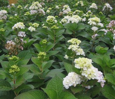 Hydrangea macrophylla Endless Summer® 'Blushing Bride'