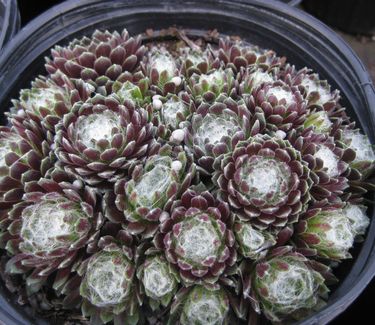Sempervivum arachnoideum Cobweb - Hens and Chicks
