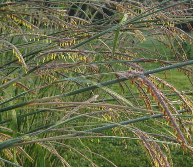 Andropogon gerardii - Big Bluestem 