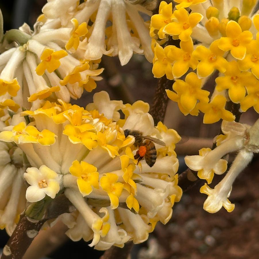 Edgeworthia chrysantha - Paper Bush
