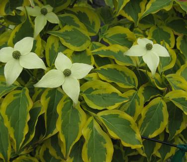 Cornus kousa Summer Gold