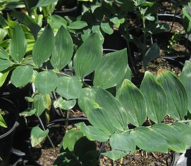 Polygonatum biflorum var. commutatum - Great Solomon's Seal 