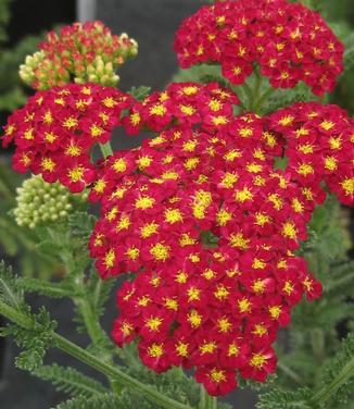 Achillea millefolium Strawberry Seduction