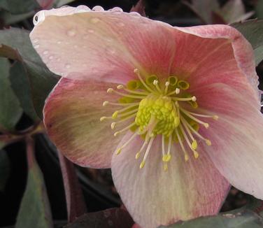 Helleborus x ericsmithii 'Pink Frost' 