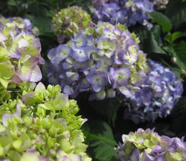 Hydrangea macrophylla Endless Summer® BloomStruck®