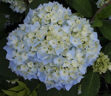 Hydrangea macrophylla Endless Summer® 'The Original'