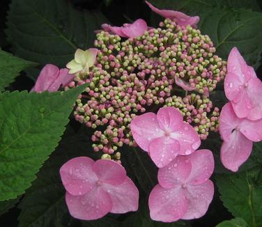 Hydrangea macrophylla Endless Summer® Twist 'n' Shout® - Bigleaf Hydrangea from Pleasant Run Nursery