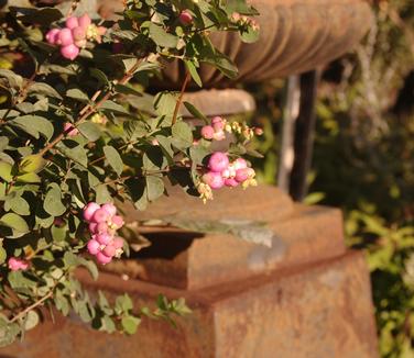 Symphoricarpos x Proud Berry® Pink