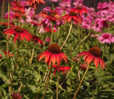 Echinacea x PRAIRIE STARS™ 'Tomato Soup'