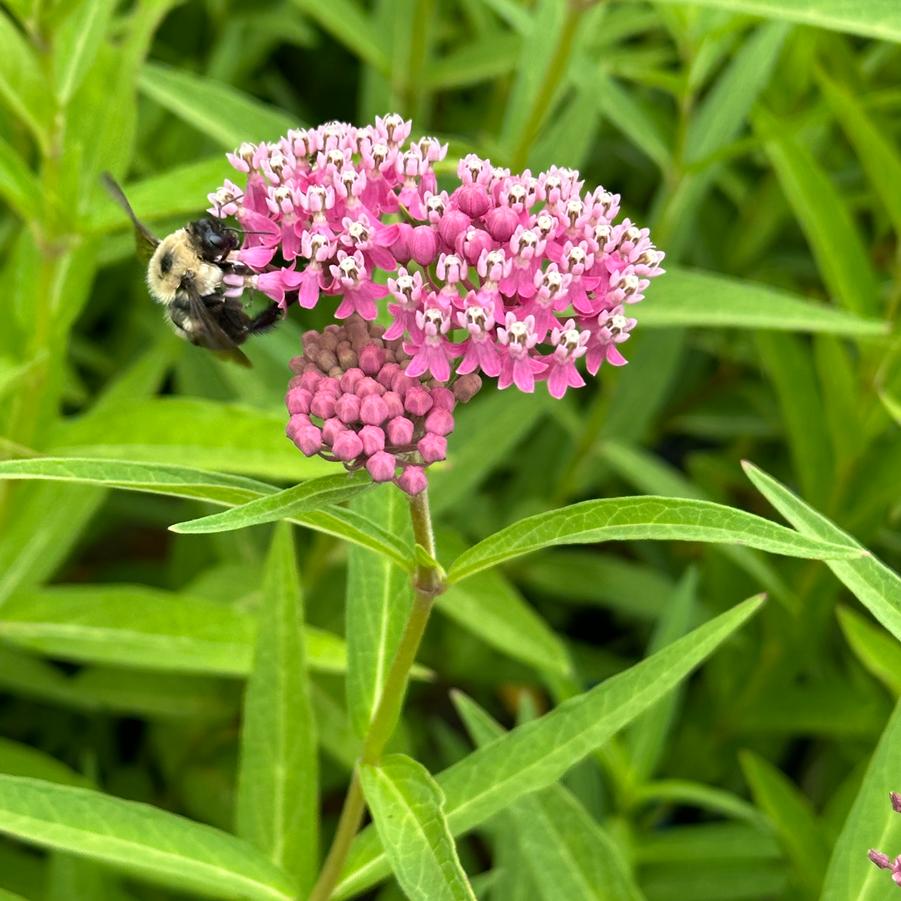 Asclepias incarnata 'Soulmate' - Swamp Milkweed from Pleasant Run Nursery