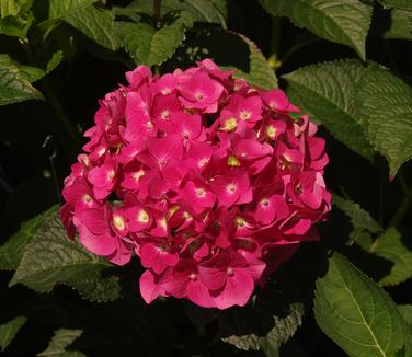Hydrangea macrophylla Endless Summer® Summer Crush®
