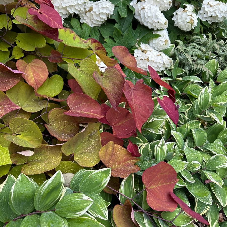 Cercis canadensis 'Flame Thrower' - Eastern Redbud from Pleasant Run Nursery