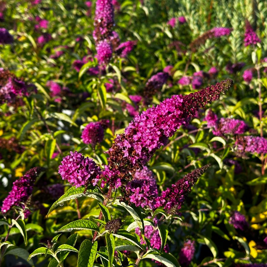 Buddleia x Lo & Behold® Ruby Chip®- Butterfly Bush from Pleasant Run Nursery