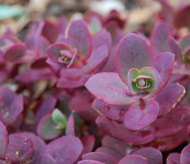 Sedum x Sunsparkler 'Cherry Tart' - Stonecrop (Photo: North Creek Nursery)